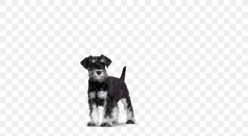 Miniature Schnauzer Morkie Schnoodle Puppy Havanese Dog, PNG, 580x450px, Miniature Schnauzer, Animal, Carnivoran, Companion Dog, Dog Download Free