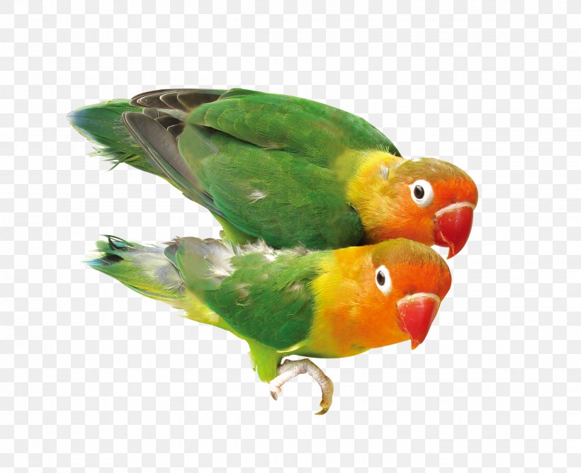 Bird Parrot Download, PNG, 2700x2200px, Bird, Animal, Beak, Bird Flight, Fauna Download Free