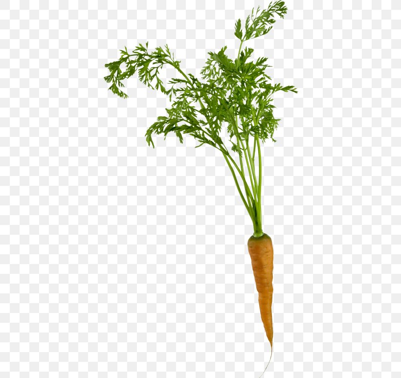 Carrot Clip Art Root Vegetables, PNG, 400x773px, Carrot, Baby Carrot, Carrot Soup, Celery, Chinese Celery Download Free