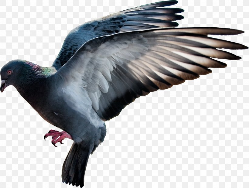 Domestic Pigeon Columbidae Flight, PNG, 2383x1800px, Domestic Pigeon, Beak, Bird, Bird Flight, Clipping Path Download Free