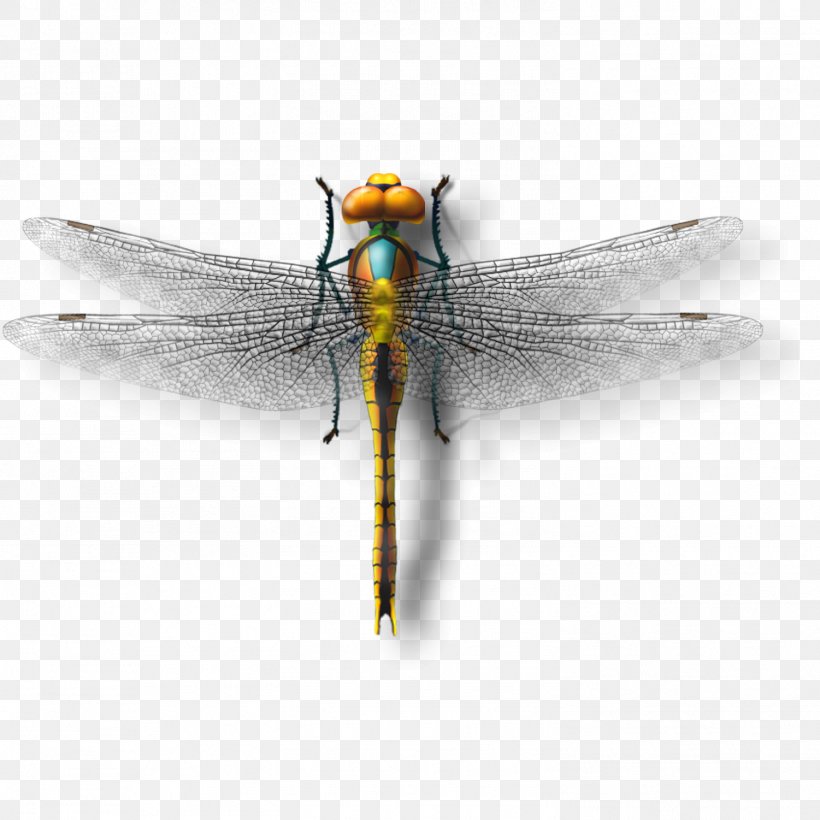 Dragonfly Insect Download, PNG, 1501x1501px, Dragonfly, Arthropod, Dragonflies And Damseflies, Editing, Fly Download Free