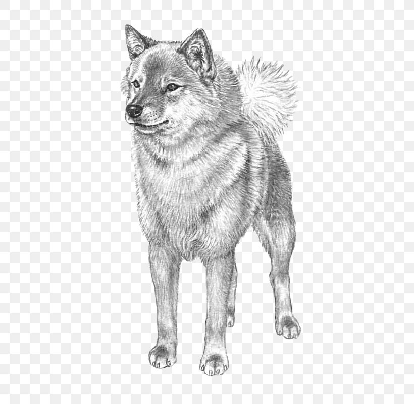 Finnish Spitz Norwegian Elkhound Czechoslovakian Wolfdog Dog Breed Akita, PNG, 800x800px, Finnish Spitz, Akita, Artwork, Black And White, Breed Download Free