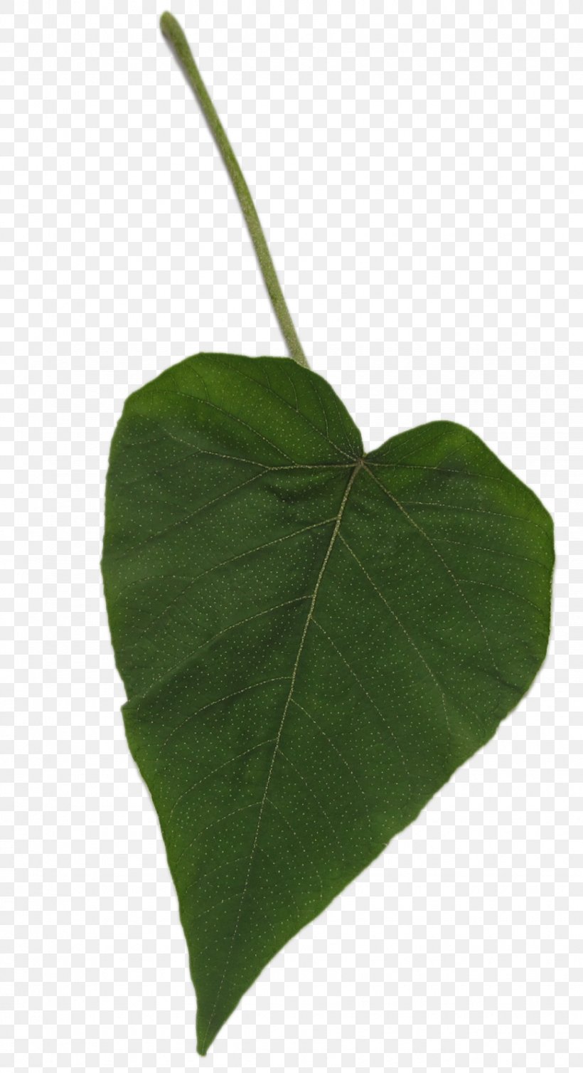 Leaf Author Plant Stem Web Banner, PNG, 870x1600px, Leaf, Author, Heart, Nature, Plant Download Free