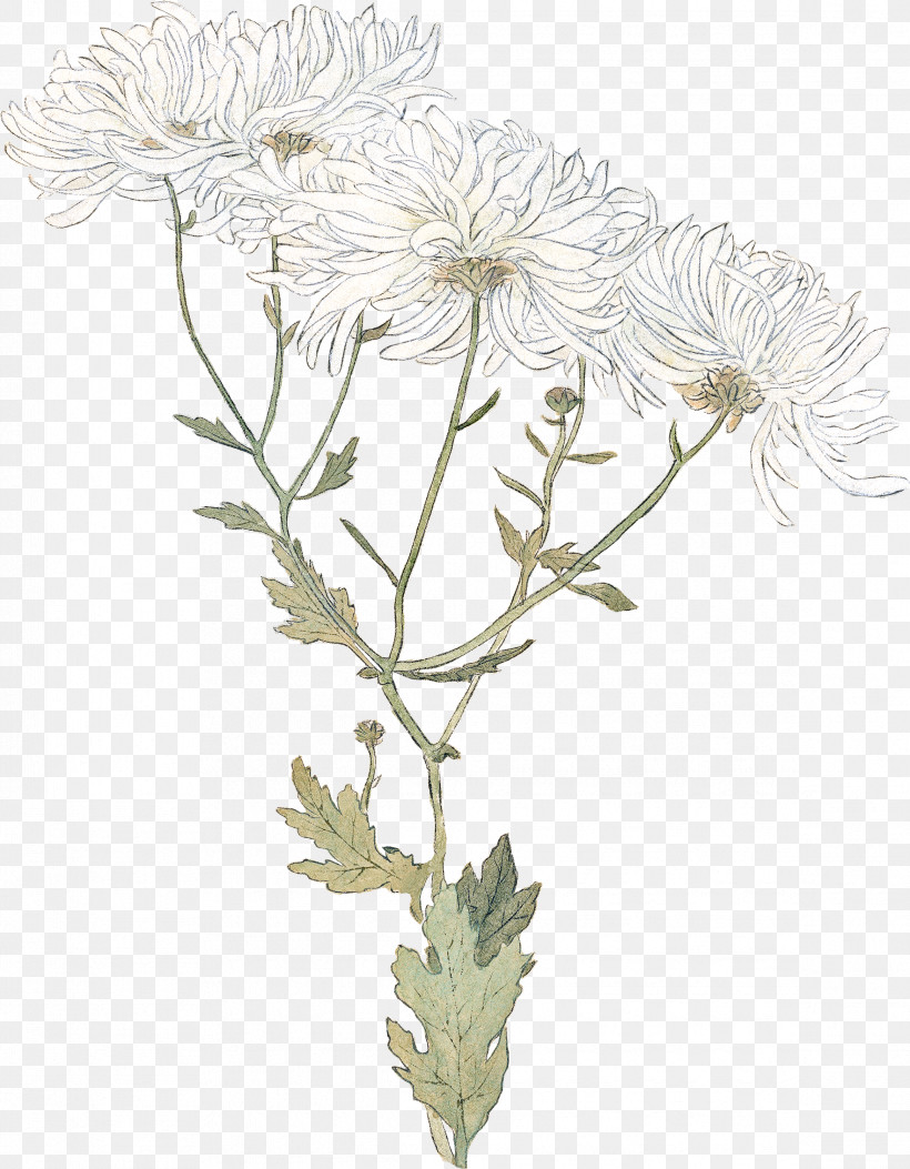 Plant Stem Chrysanthemum Oxeye Daisy Cut Flowers Flowerpot, PNG, 2336x3000px, Plant Stem, Biology, Chrysanthemum, Cut Flowers, Flower Download Free