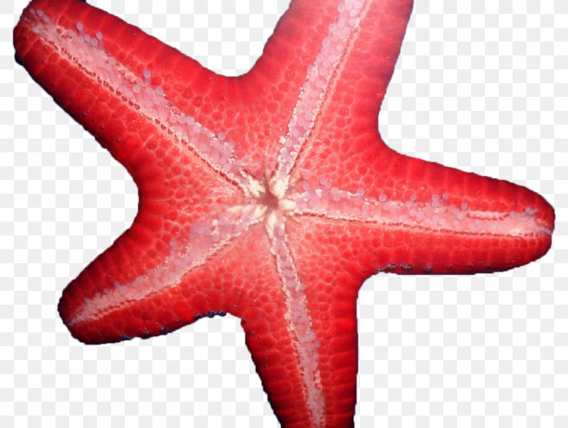 Saltwater Heaven Starfish Echinoderm Facebook Like Button, PNG, 1000x754px, Starfish, Echinoderm, El Paso, Facebook, Invertebrate Download Free