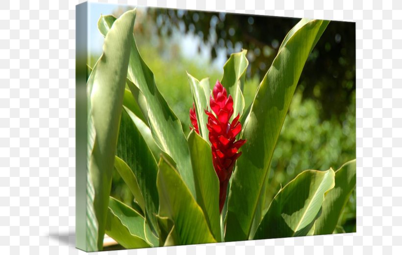 Cayman Islands Ginger Lily Imagekind Art Flower, PNG, 650x519px, Cayman Islands, Art, Canvas, Flower, Ginger Download Free