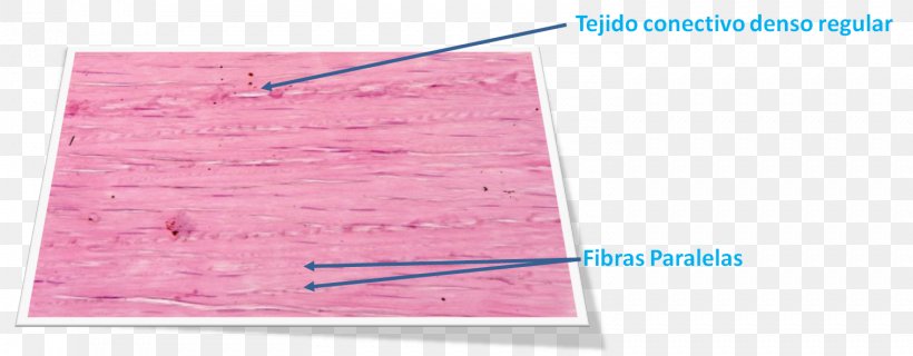 Connective Tissue Histology Cell Ground Substance Dermis, PNG ...