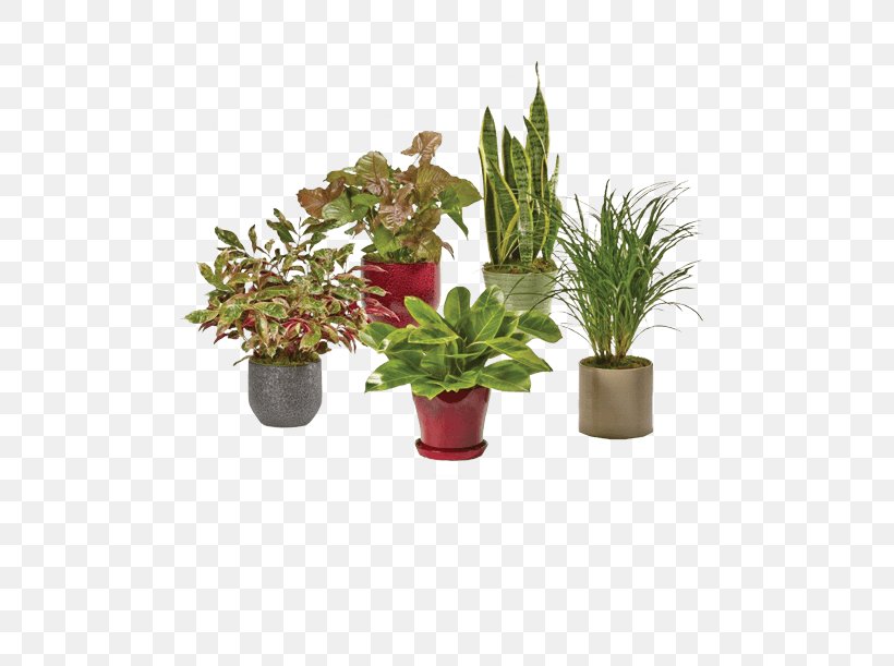 Cut Flowers Flowerpot Houseplant Herb, PNG, 500x611px, Cut Flowers, Flower, Flowerpot, Herb, Houseplant Download Free