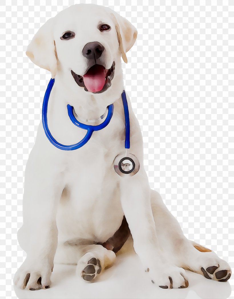 Dog Cat Pet Veterinarian Puppy, PNG, 1523x1949px, Dog, Animal, Baldivis Vet Hospital, Canidae, Carnivore Download Free
