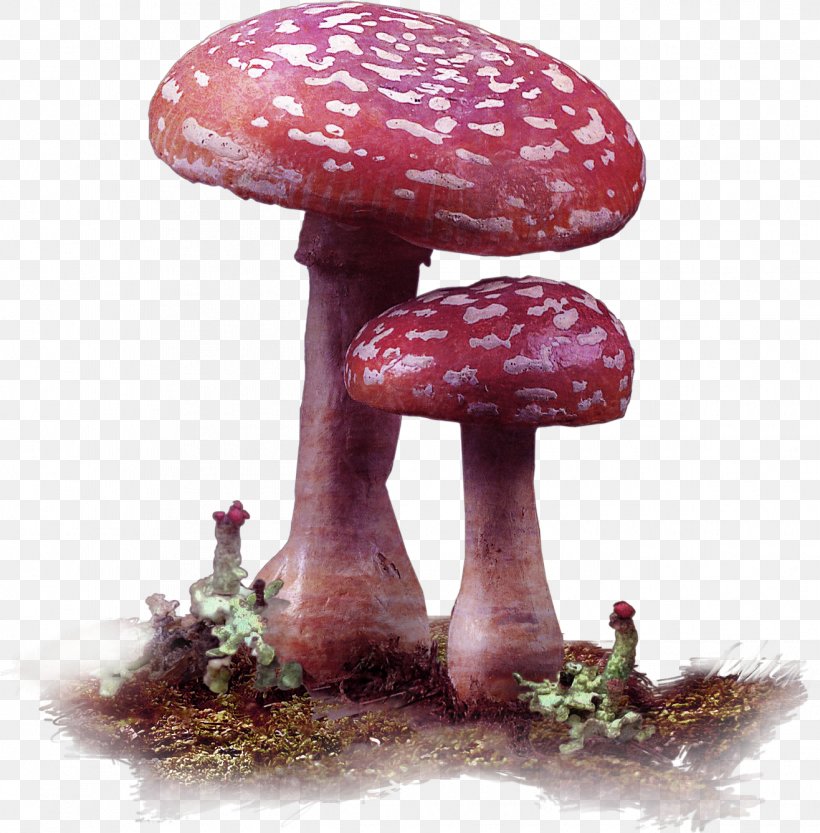 Edible Mushroom Fungus, PNG, 1316x1337px, Edible Mushroom, Agaric, Animation, Cartoon, Food Download Free