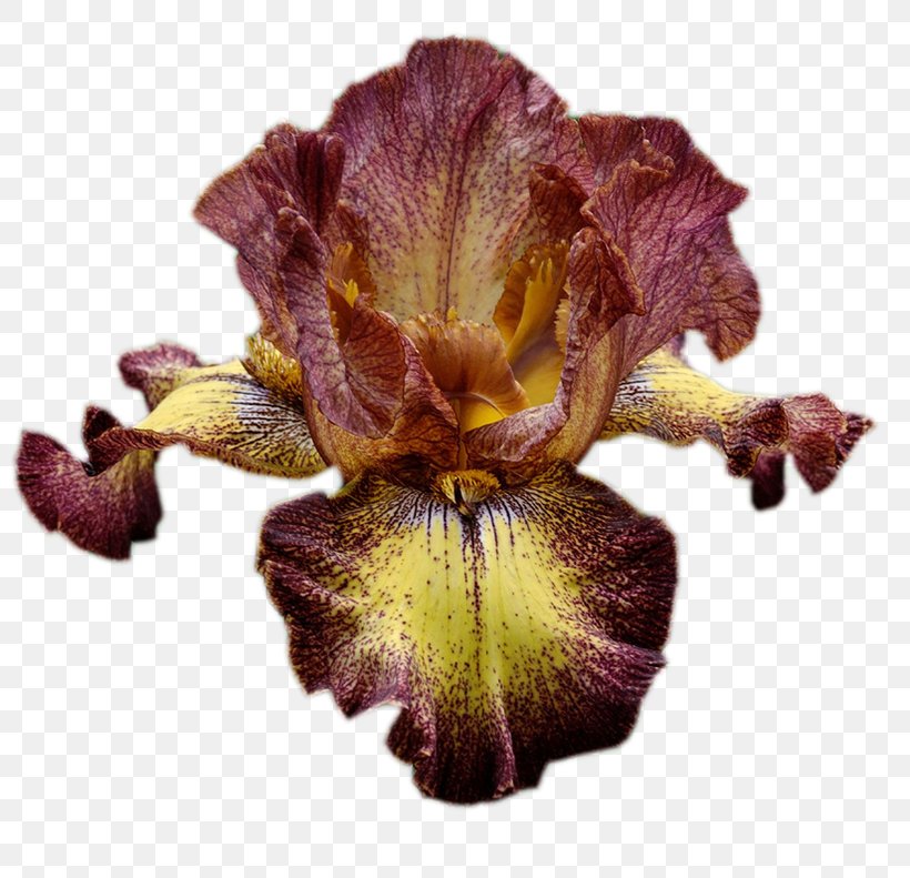 Irises Ohio Clip Art Garden Roses, PNG, 800x791px, Irises, Blue, Female, Flower, Flower Bouquet Download Free