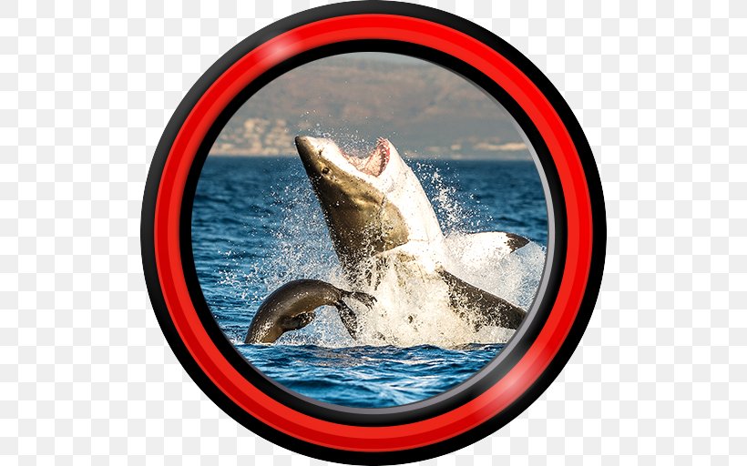 Great White Shark Animal Earless Seal Oceanic Whitetip Shark, PNG, 512x512px, Shark, Animal, Bull Shark, Dolphin, Earless Seal Download Free