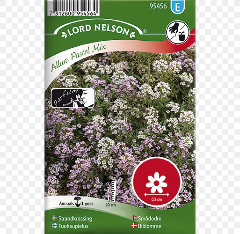 Sweet Alyssum Common Sunflower Seed Common Zinnia, PNG, 800x800px, Sweet Alyssum, Common Sunflower, Common Zinnia, Flora, Flower Download Free