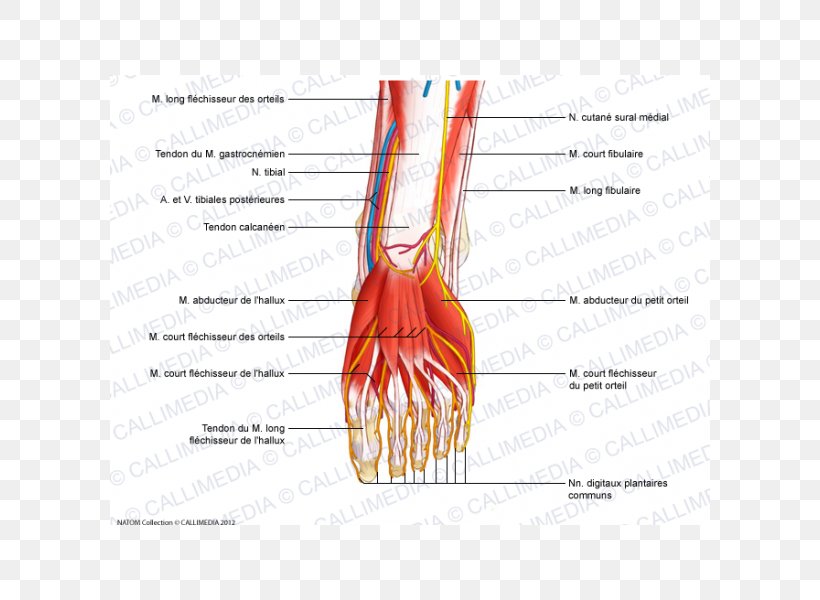 Thumb Nerve Tibialis Anterior Muscle Flexor Digitorum Longus Muscle, PNG, 600x600px, Watercolor, Cartoon, Flower, Frame, Heart Download Free