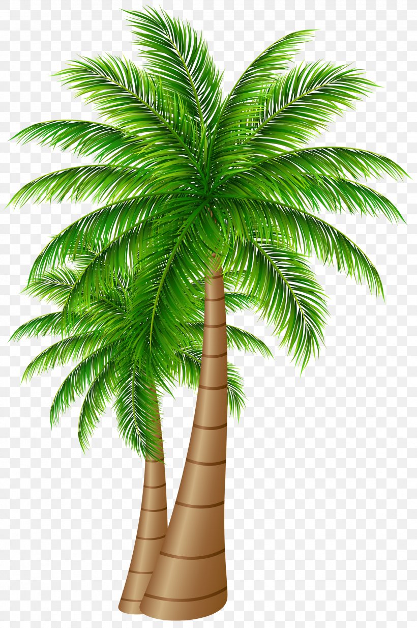 Palm Trees Coconut Clip Art, PNG, 3322x5000px, Arecaceae, Arecales