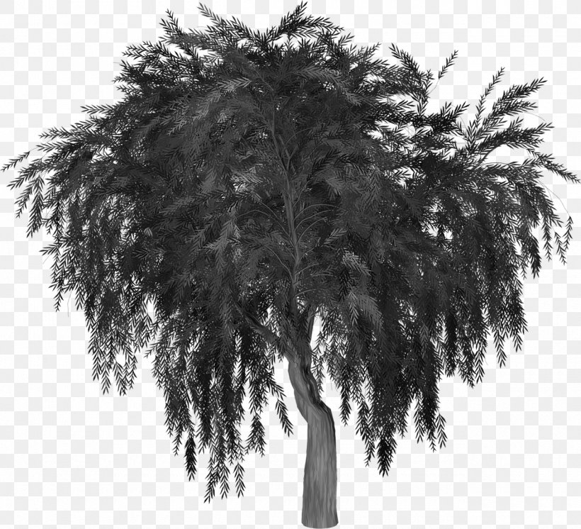 Weeping Willow Tree Image Silhouette, PNG, 1280x1165px, Weeping Willow, Arecales, Black And White, Branch, Evergreen Download Free