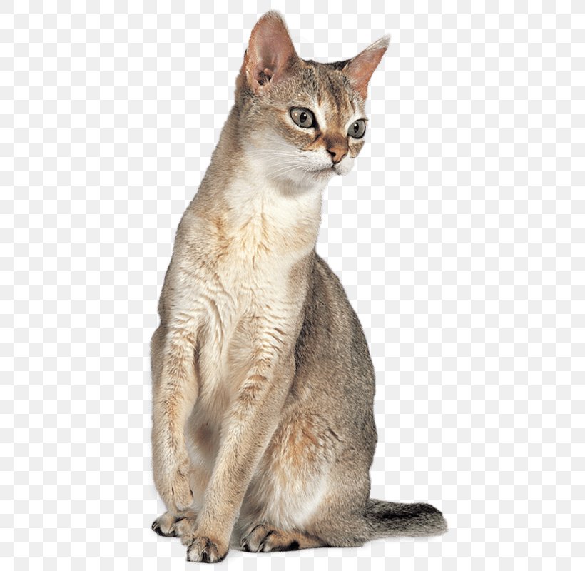 Singapura Cat Abyssinian Cat Javanese Cat Chausie Australian Mist, PNG, 800x800px, Singapura Cat, Abyssinian, Abyssinian Cat, Aegean Cat, American Wirehair Download Free