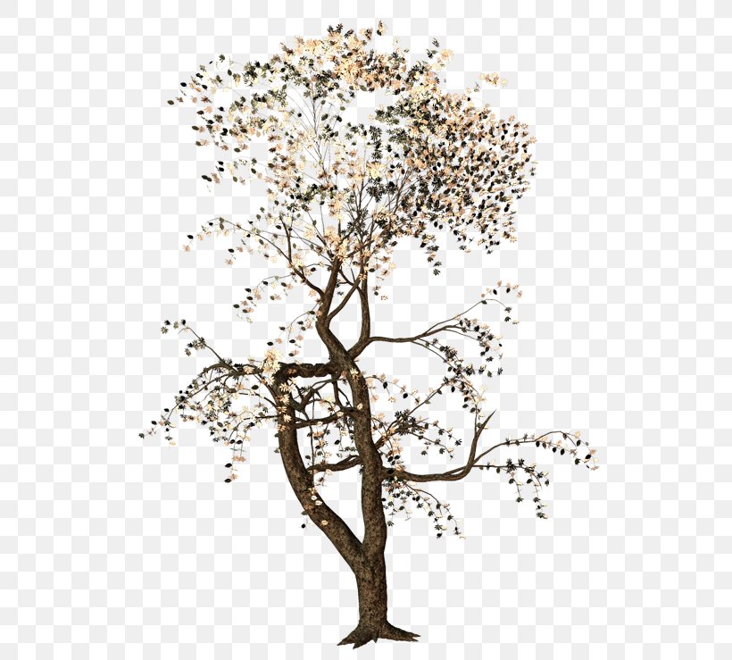 Twig Tree Deciduous Acer Ginnala, PNG, 600x739px, Twig, Acer Ginnala, Branch, Deciduous, Flora Download Free
