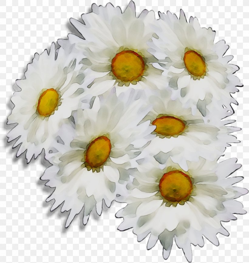Chrysanthemum Oxeye Daisy Cut Flowers Transvaal Daisy, PNG, 1089x1147px, Chrysanthemum, Artificial Flower, Bouquet, Camomile, Chamaemelum Nobile Download Free