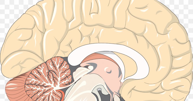Human Brain Human Body Anatomy Pineal Gland, PNG, 1200x630px, Watercolor, Cartoon, Flower, Frame, Heart Download Free