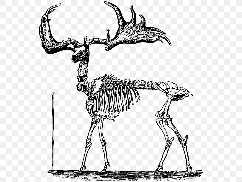 Human Skeleton Bone Drawing Skull, PNG, 560x616px, Human Skeleton, Anatomia  Animal, Anatomy, Animal, Art Download Free