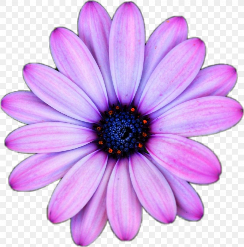 Pink Background, PNG, 1572x1594px, Tiktok, African Daisy, Amsterdam, Annual Plant, Aster Download Free