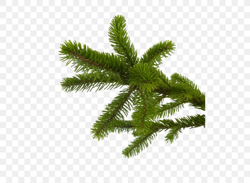 Fir Clip Art, PNG, 527x600px, Fir, Branch, Christmas, Christmas Ornament, Comparazione Di File Grafici Download Free