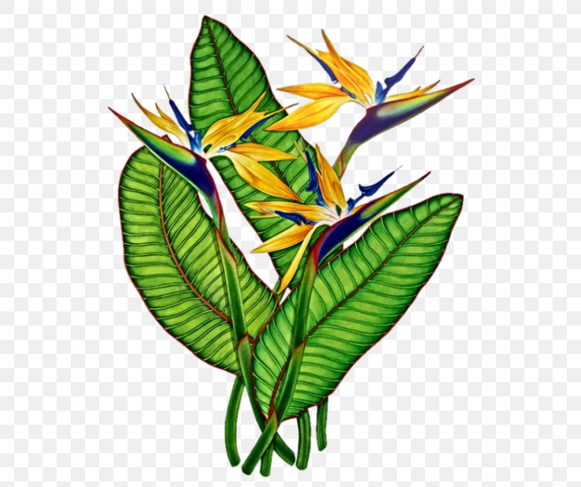 Flower Plant Stem Clip Art, PNG, 561x688px, Flower, Bird, Birdofparadise, Email, Flora Download Free