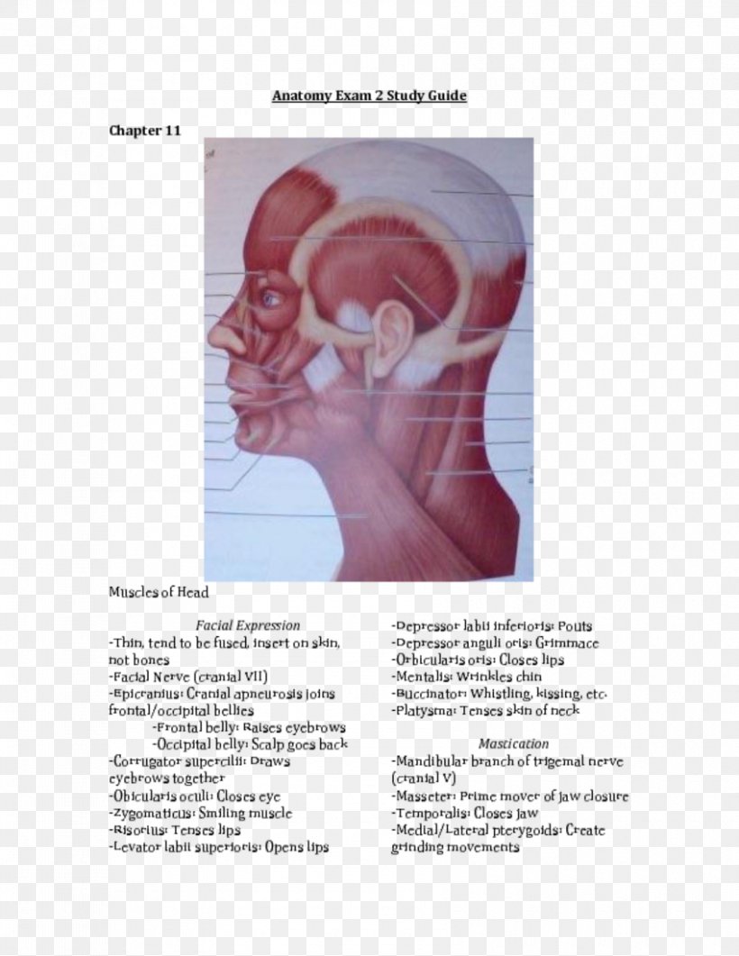 Shoulder Muscle Homo Sapiens Ear Font, PNG, 850x1100px, Watercolor, Cartoon, Flower, Frame, Heart Download Free