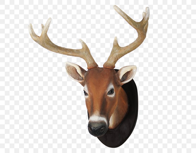 White-tailed Deer Reindeer Elk Antler, PNG, 640x640px, Deer, Animal, Antler, Elk, Horn Download Free