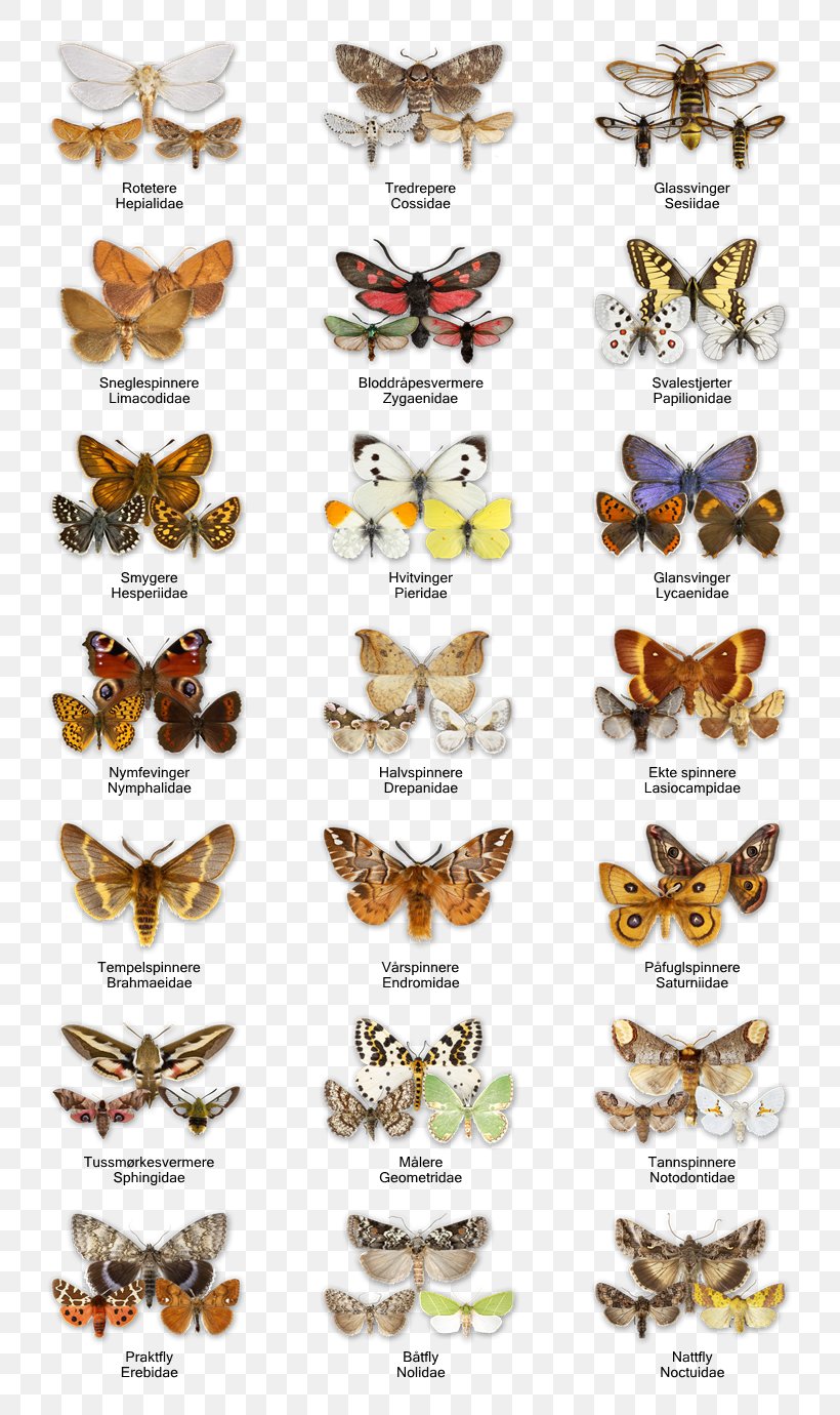 Butterfly Insect Honey Bee Moth Microlepidoptera, PNG, 790x1380px, Butterfly, Arthropod, Butterflies And Moths, Honey Bee, Insect Download Free