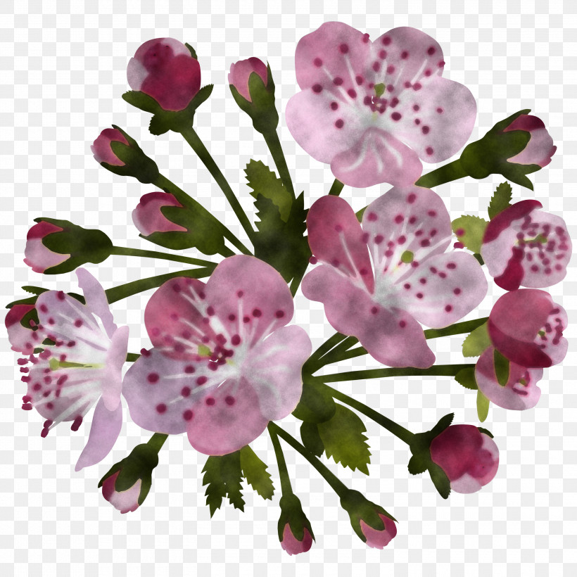 Cherry Blossom, PNG, 3000x3000px, Flower, Blossom, Branch, Cherry Blossom, Cut Flowers Download Free
