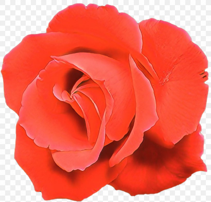 Pink Flower Cartoon, PNG, 858x822px, Garden Roses, Artificial Flower, Begonia, Cabbage Rose, Carnation Download Free