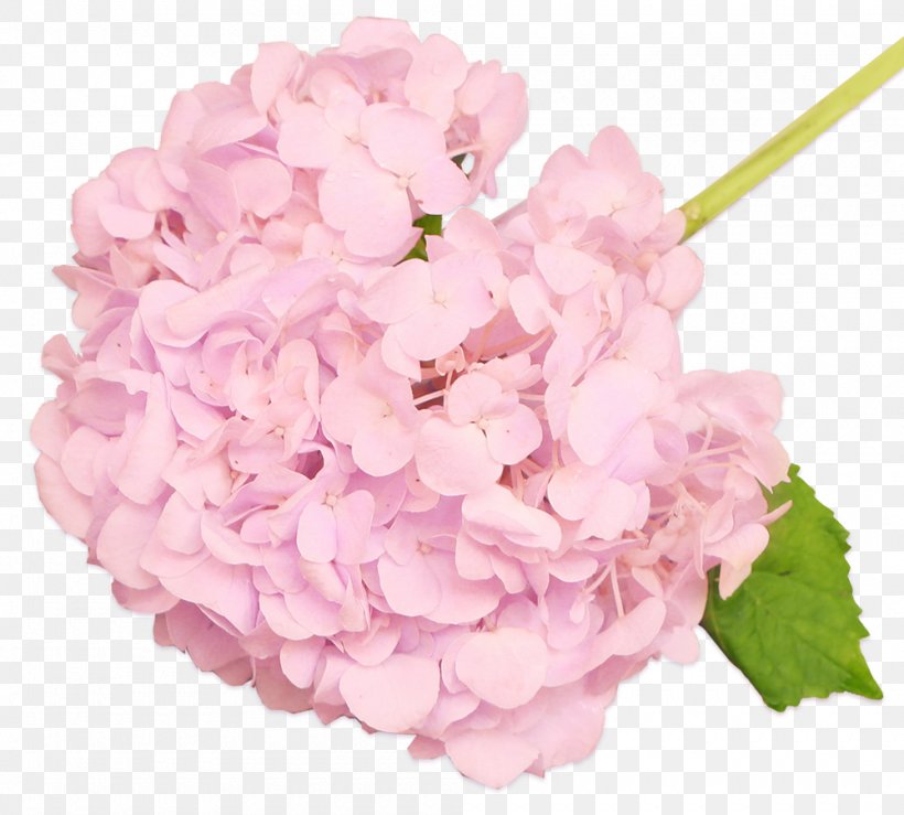 Hydrangea Floral Design Cut Flowers Flower Bouquet, PNG, 1000x902px, Hydrangea, Cornales, Cut Flowers, Floral Design, Floristry Download Free