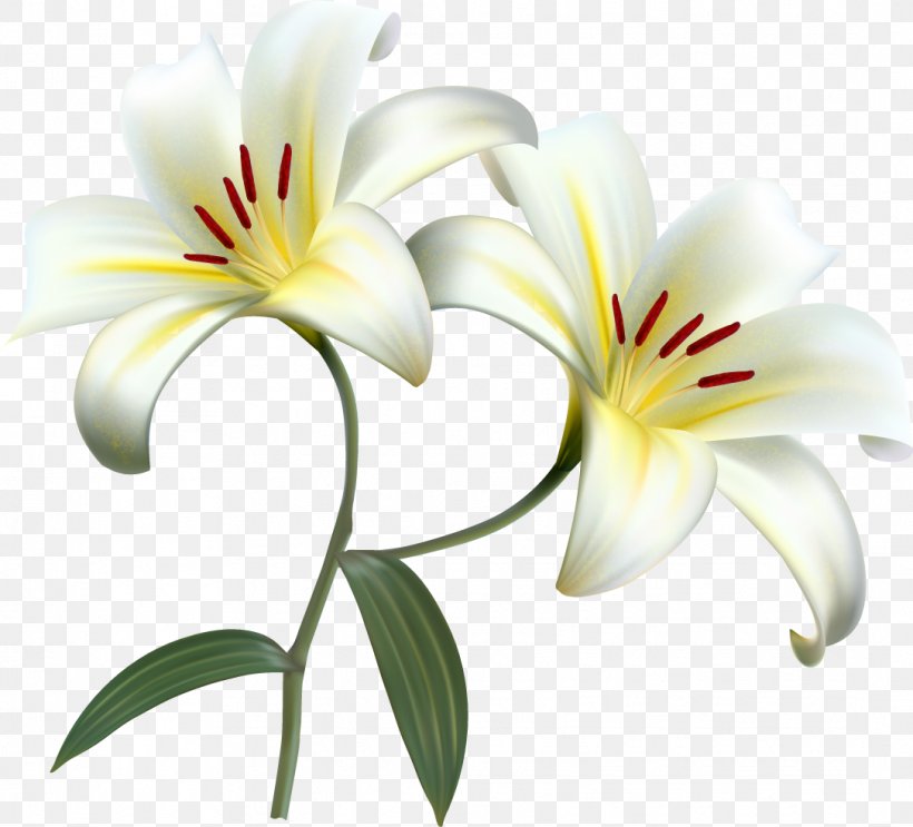Lilium Candidum Easter Lily Desktop Wallpaper Flower, PNG, 1086x985px, Lilium Candidum, Easter Lily, Flower, Flowering Plant, Holiday Download Free
