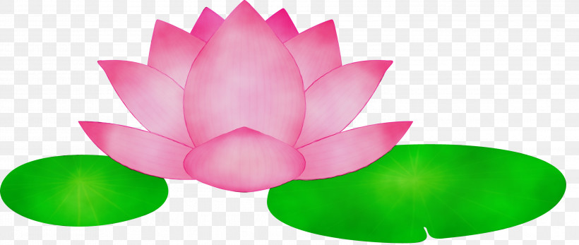 Lotus, PNG, 2999x1271px, Lotus, Aquatic Plant, Flower, Green, Leaf Download Free