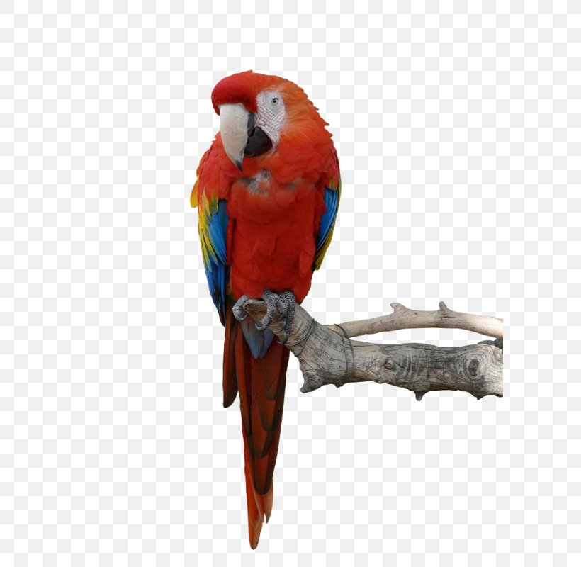 Parrot Image Bird Macaw, PNG, 600x800px, Parrot, Beak, Bird, Blueandyellow Macaw, Budgie Download Free