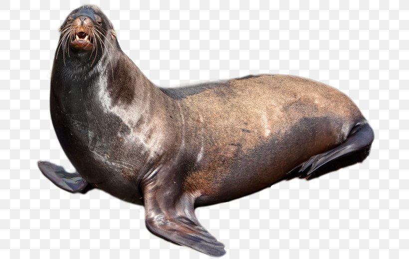 Sea Lion Earless Seal Harbor Seal, PNG, 694x520px, Earless Seal, Animal, Bearded Seal, Fauna, Harbor Seal Download Free