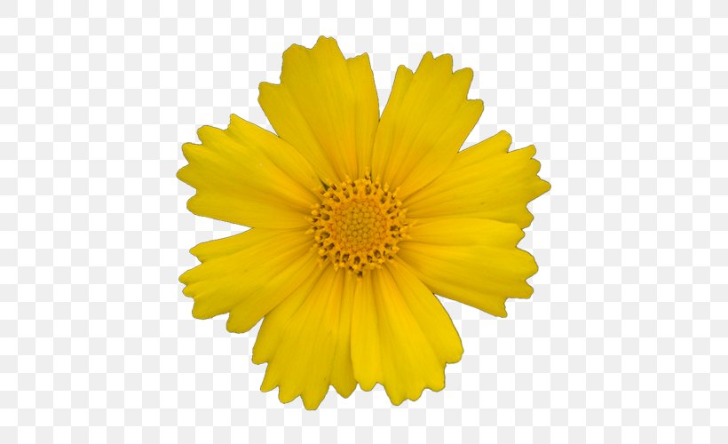 Transvaal Daisy Yellow Gerber Format Clip Art, PNG, 500x500px, Transvaal Daisy, Calendula, Chrysanths, Cut Flowers, Daisy Download Free