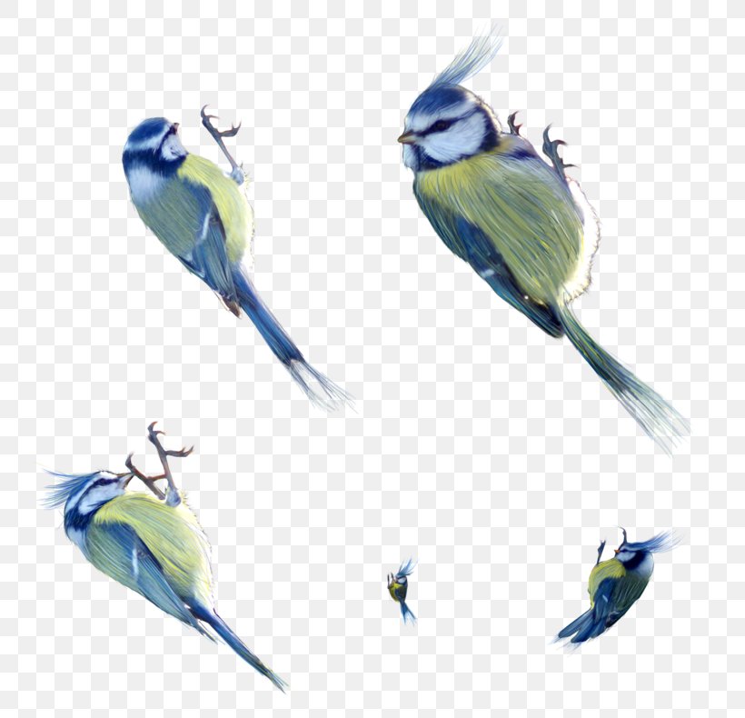 Birds Of Cuba Parrot, PNG, 800x790px, Bird, Beak, Bird Of Prey, Blue Jay, Chickadee Download Free