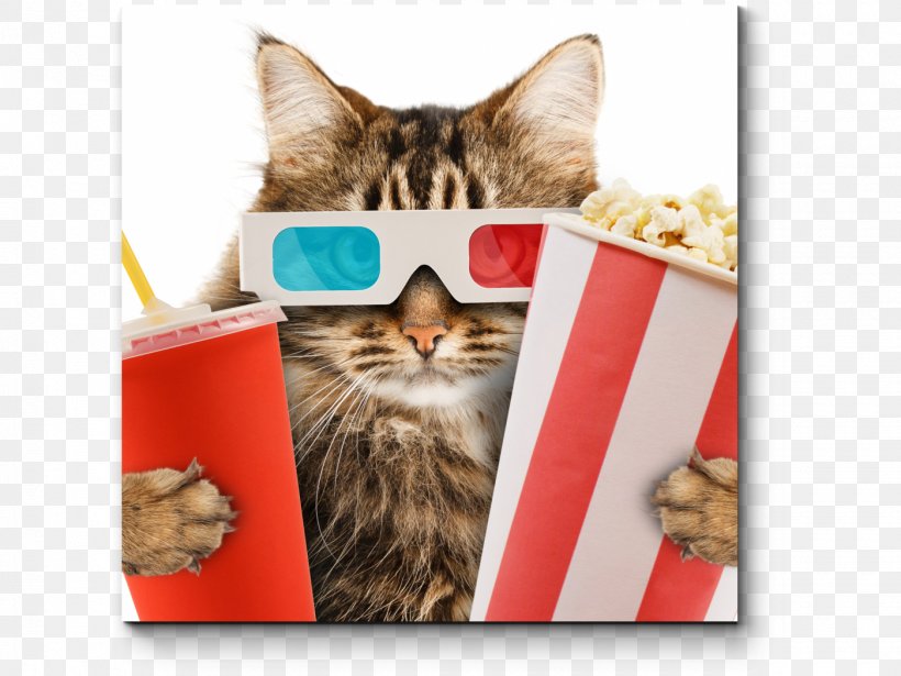 Cat Café Kitten Cinema Film, PNG, 1400x1050px, 3d Film, Cat, Birds, Carnivoran, Cat Like Mammal Download Free