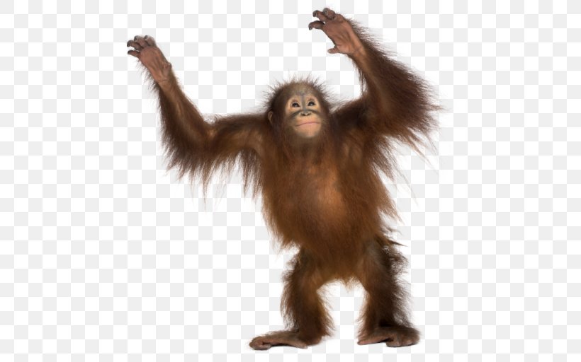 Common Chimpanzee Gorilla Monkey Primate Sumatran Orangutan, PNG, 484x512px, Common Chimpanzee, Animal, Ape, Bornean Orangutan, Chimpanzee Download Free