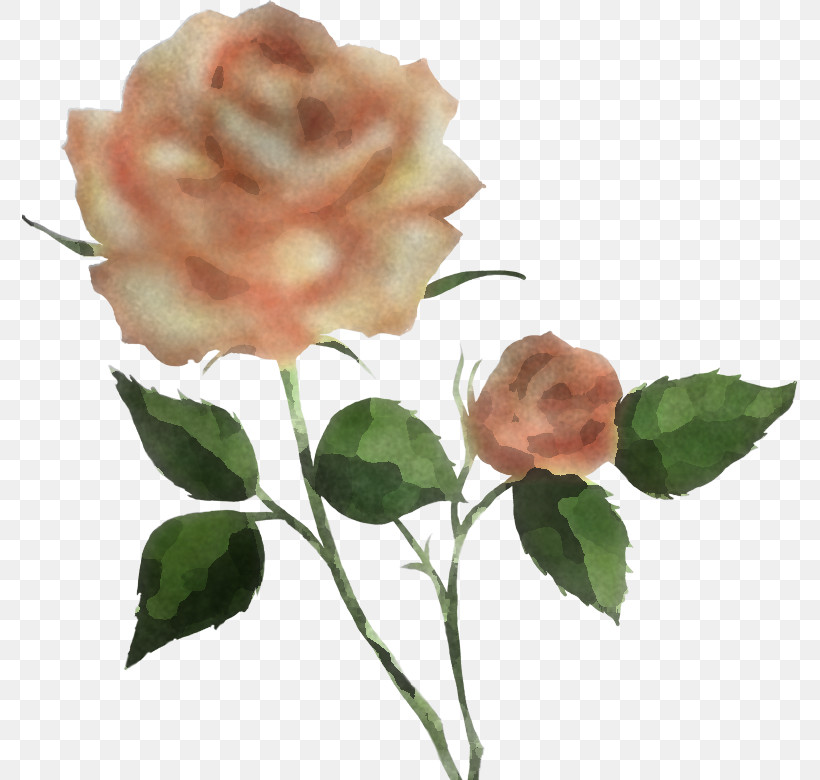 Garden Roses, PNG, 776x780px, Flower, Bud, Camellia, Cut Flowers, Floribunda Download Free