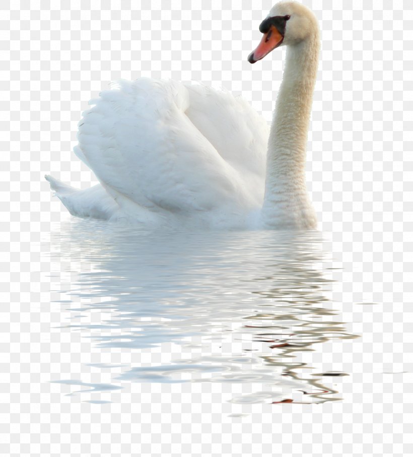 Picsart Background, PNG, 976x1080px, Swans, Animal, Beak, Bird, Ducks Geese And Swans Download Free