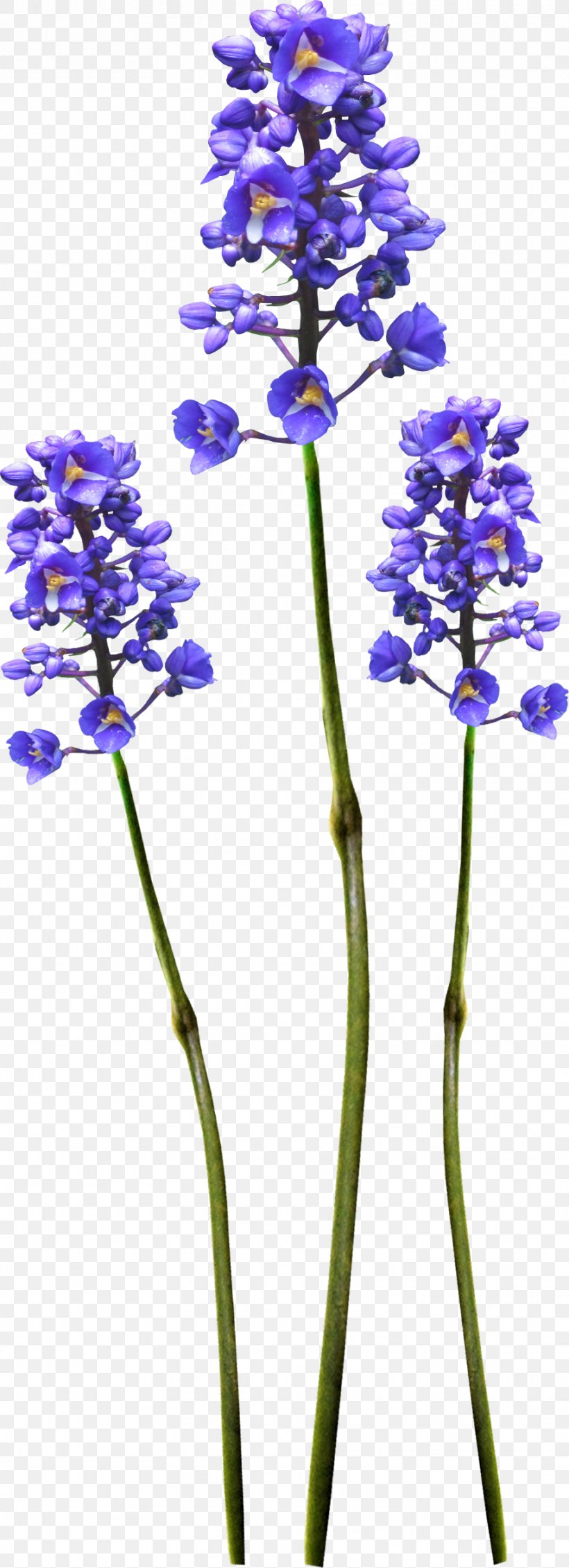 Flower Image Clip Art Photography, PNG, 910x2510px, Flower, Composition, Digital Image, English Lavender, Flora Download Free
