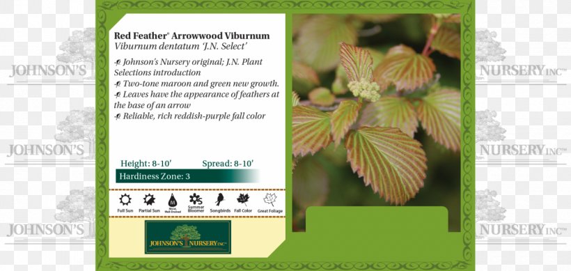 Viburnum Dentatum Plant Leaf Seedling Nursery, PNG, 1240x589px, Plant, Advertising, Brand, Flora, Flower Download Free