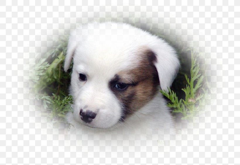 Dog Breed Puppy Love Companion Dog, PNG, 752x565px, Dog Breed, Breed, Carnivoran, Companion Dog, Dog Download Free