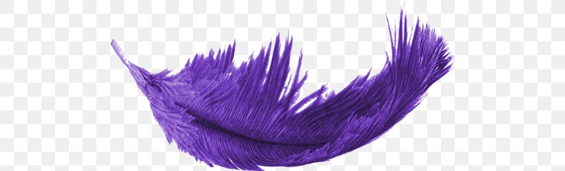 Feather Purple, PNG, 500x248px, Feather, Bird, Cartoon, Grey, Purple Download Free