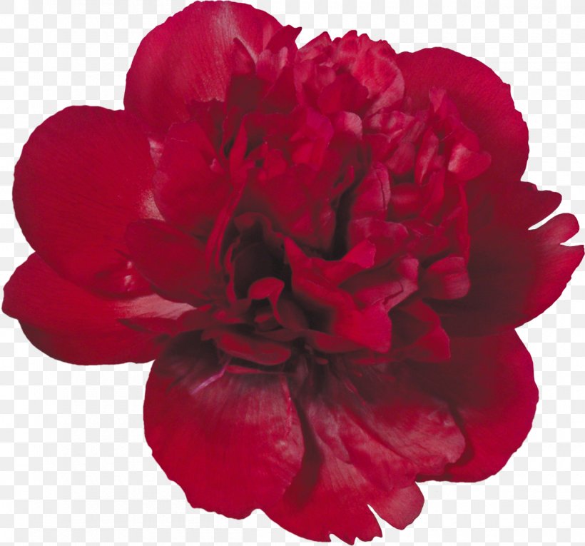 Flower Red Clip Art, PNG, 1200x1120px, Flower, Annual Plant, Carnation, Computer Software, Cut Flowers Download Free