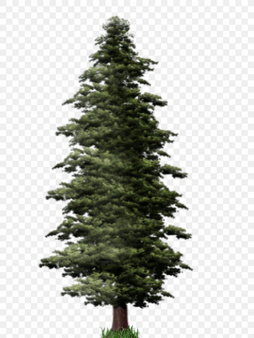 Pine Tree Fir Clip Art, PNG, 1200x1600px, Pine, Biome, Christmas Decoration, Christmas Ornament, Christmas Tree Download Free